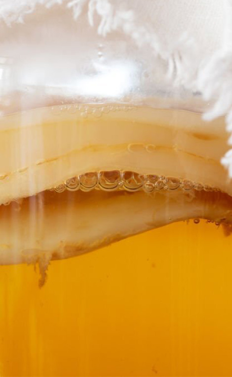 scoby